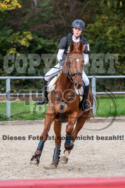 Goldene Schärpe 2020 - Pferde