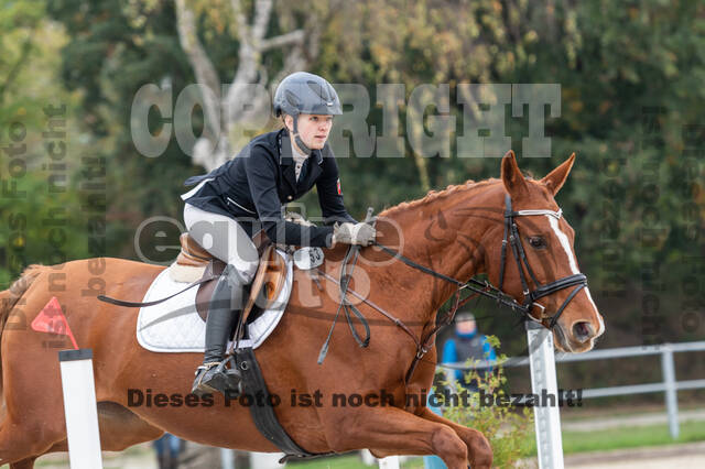 Goldene Schärpe 2020 - Pferde