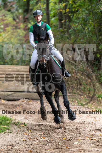 Goldene Schärpe 2020 - Pferde