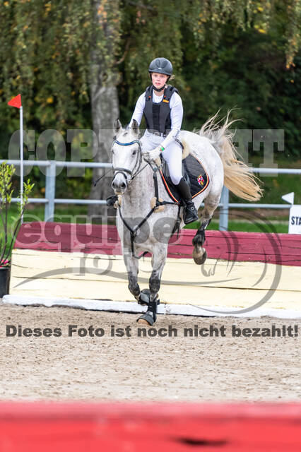 Goldene Schärpe 2020 - Pferde