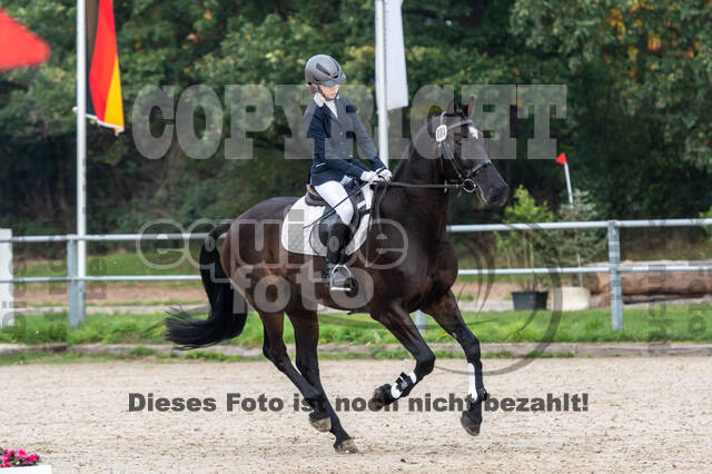 Goldene Schärpe 2020 - Pferde