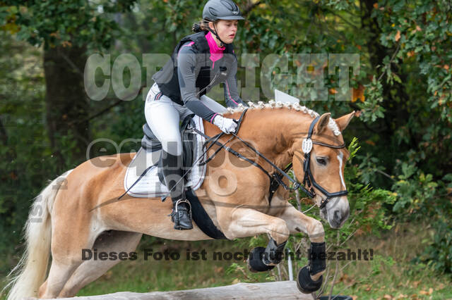 Goldene Schärpe 2020 - Pferde