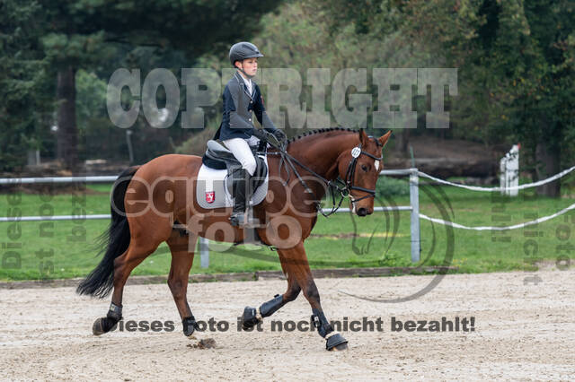 Goldene Schärpe 2020 - Pferde