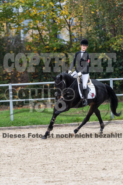 Goldene Schärpe 2020 - Pferde