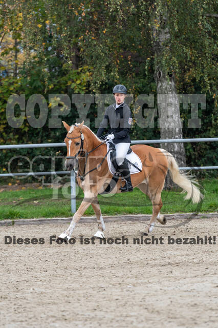 Goldene Schärpe 2020 - Pferde