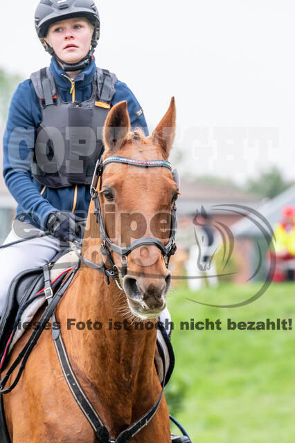 Goldene Schärpe 2020 - Pferde