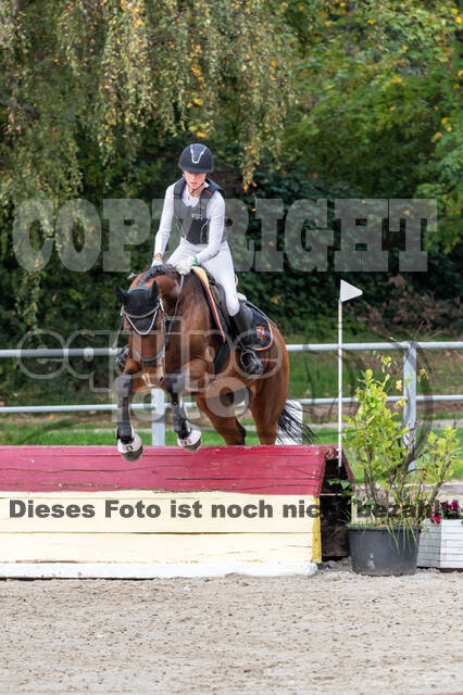 Goldene Schärpe 2020 - Pferde