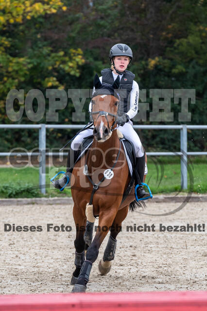 Goldene Schärpe 2020 - Pferde