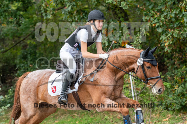 Goldene Schärpe 2020 - Pferde