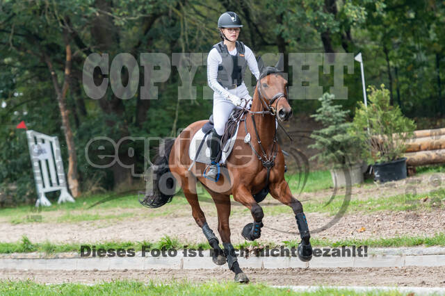 Goldene Schärpe 2020 - Pferde