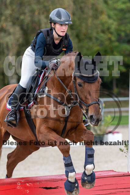 Goldene Schärpe 2020 - Pferde