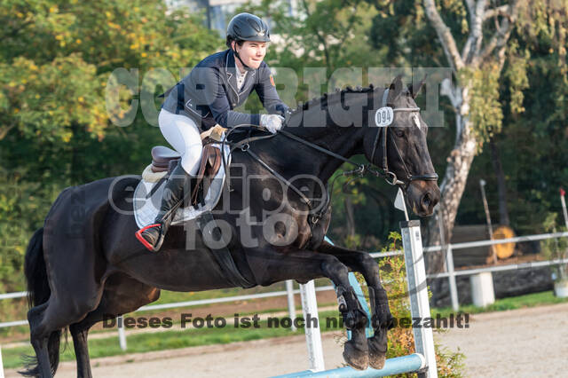 Goldene Schärpe 2020 - Pferde