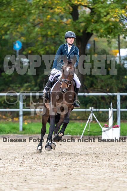 Goldene Schärpe 2020 - Pferde