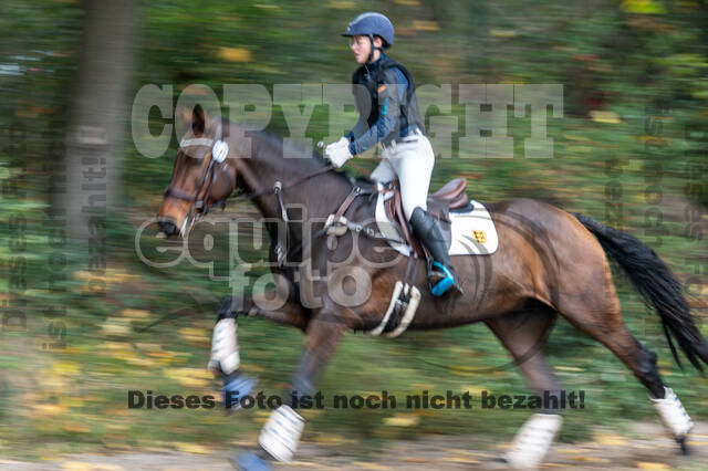 Goldene Schärpe 2020 - Pferde