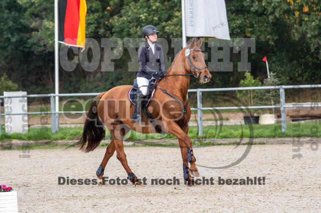 Goldene Schärpe 2020 - Pferde