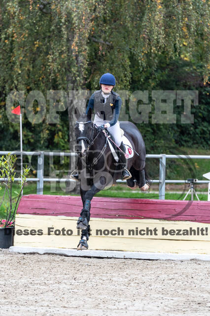 Goldene Schärpe 2020 - Pferde