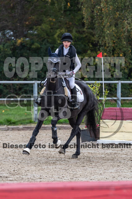 Goldene Schärpe 2020 - Pferde