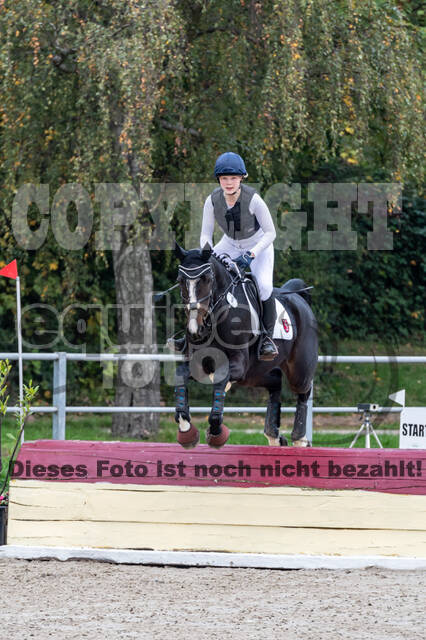 Goldene Schärpe 2020 - Pferde