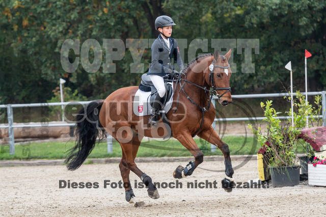 Goldene Schärpe 2020 - Pferde