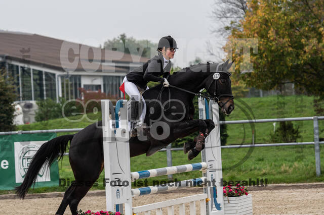 Goldene Schärpe 2020 - Pferde