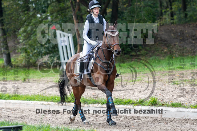 Goldene Schärpe 2020 - Pferde