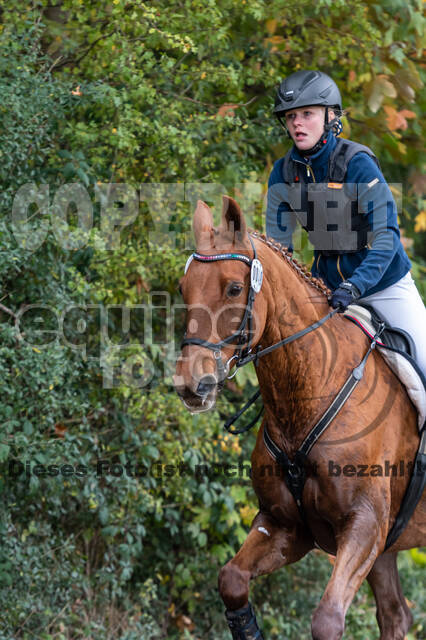 Goldene Schärpe 2020 - Pferde