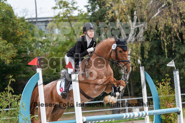 Goldene Schärpe 2020 - Pferde