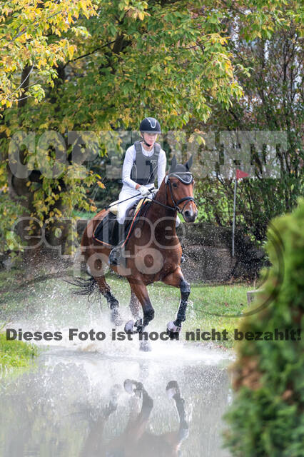 Goldene Schärpe 2020 - Pferde