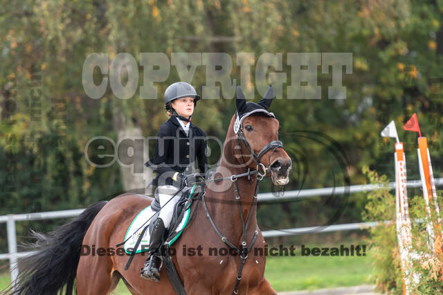 Goldene Schärpe 2020 - Pferde