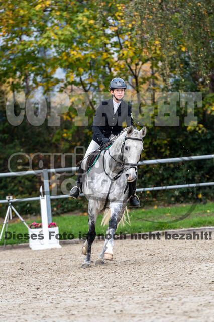 Goldene Schärpe 2020 - Pferde