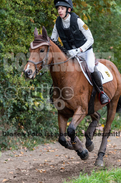 Goldene Schärpe 2020 - Pferde