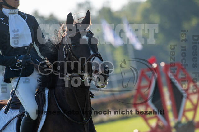 De Peelbergen (August 2020)