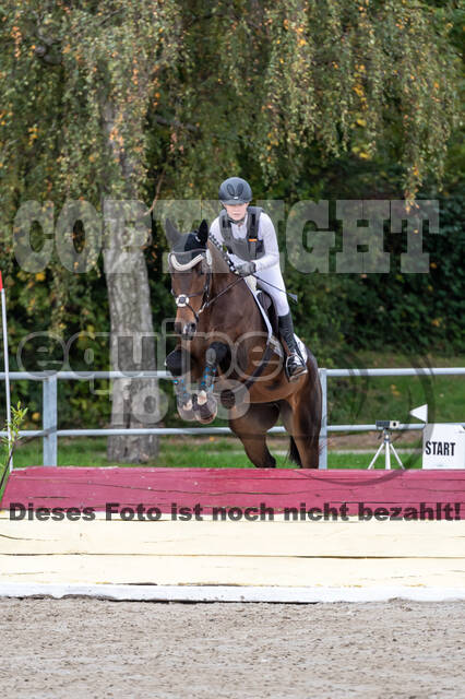 Goldene Schärpe 2020 - Pferde