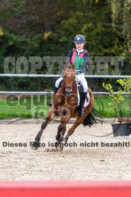 Goldene Schärpe 2020 - Pferde