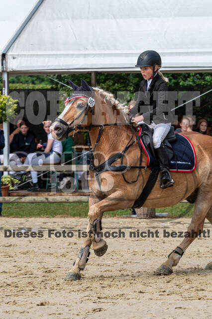 Goldene Schärpe 2021 - Ponys