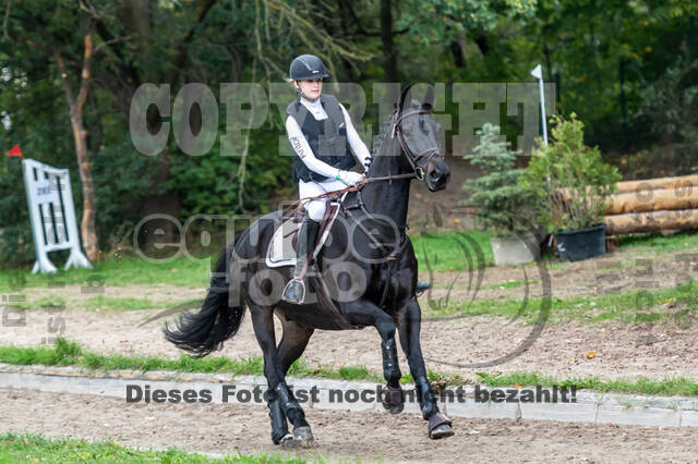 Goldene Schärpe 2020 - Pferde