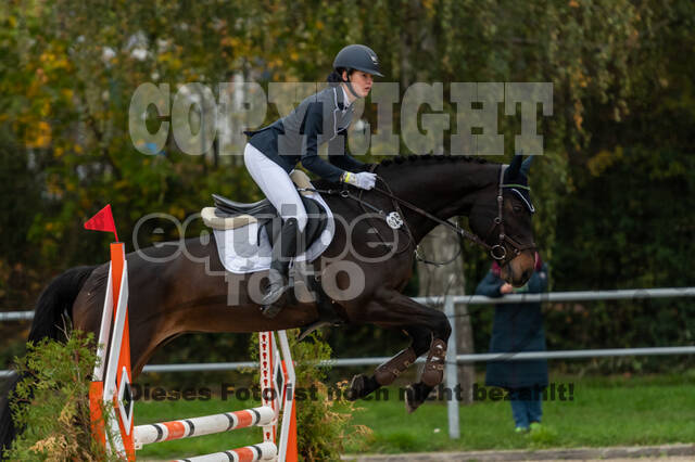 Goldene Schärpe 2020 - Pferde