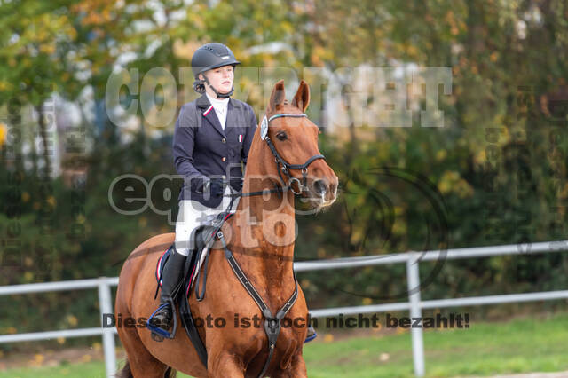 Goldene Schärpe 2020 - Pferde