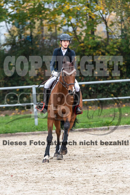 Goldene Schärpe 2020 - Pferde