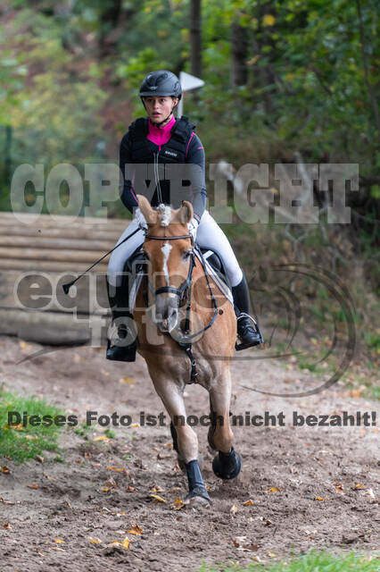 Goldene Schärpe 2020 - Pferde