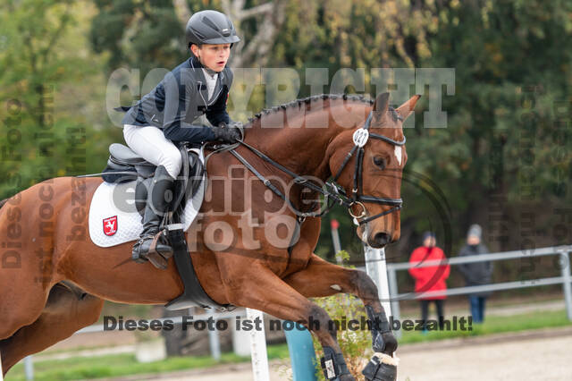 Goldene Schärpe 2020 - Pferde