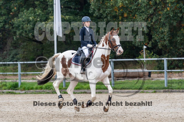 Goldene Schärpe 2020 - Pferde