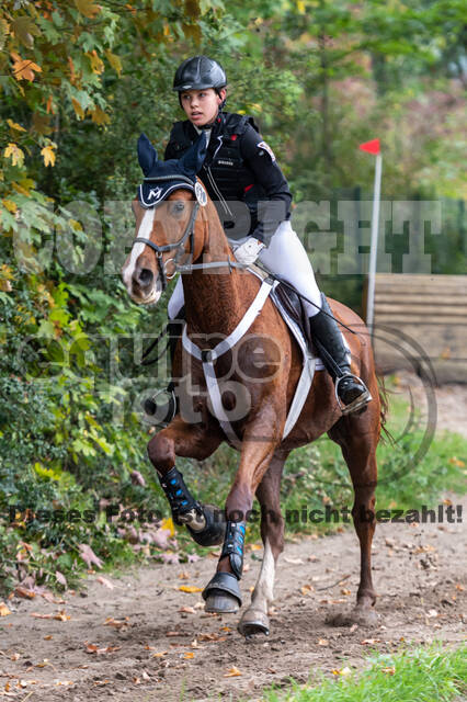Goldene Schärpe 2020 - Pferde