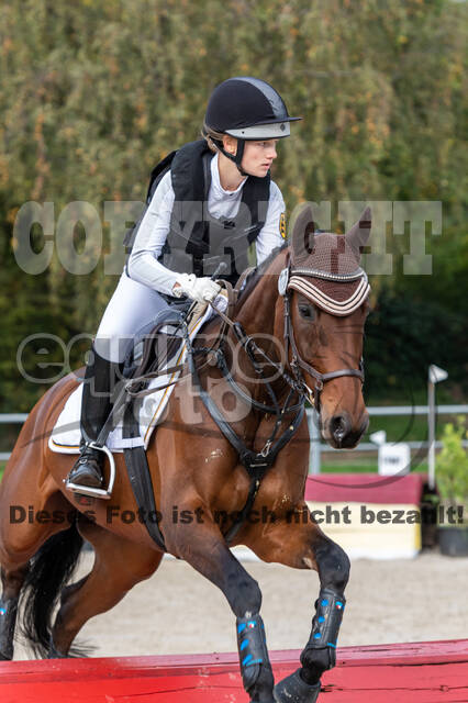 Goldene Schärpe 2020 - Pferde