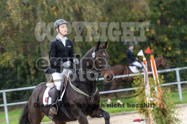 Goldene Schärpe 2020 - Pferde