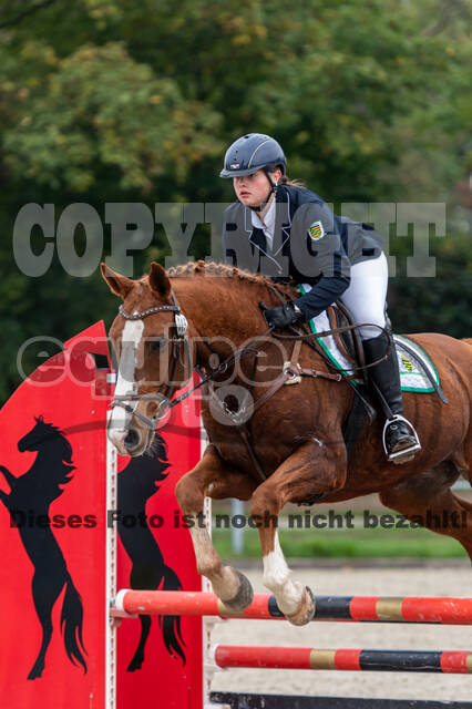 Goldene Schärpe 2020 - Pferde