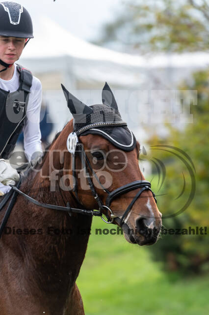 Goldene Schärpe 2020 - Pferde