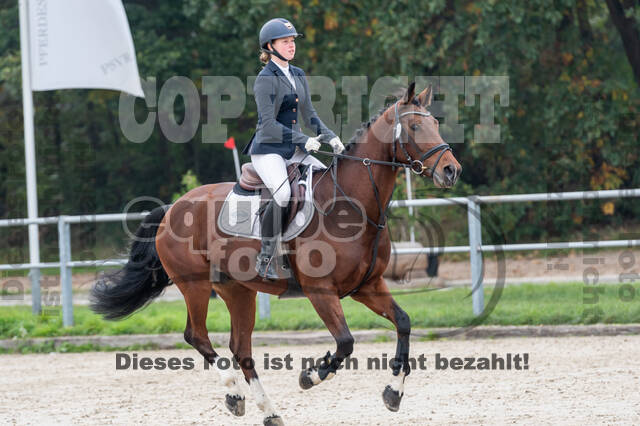 Goldene Schärpe 2020 - Pferde