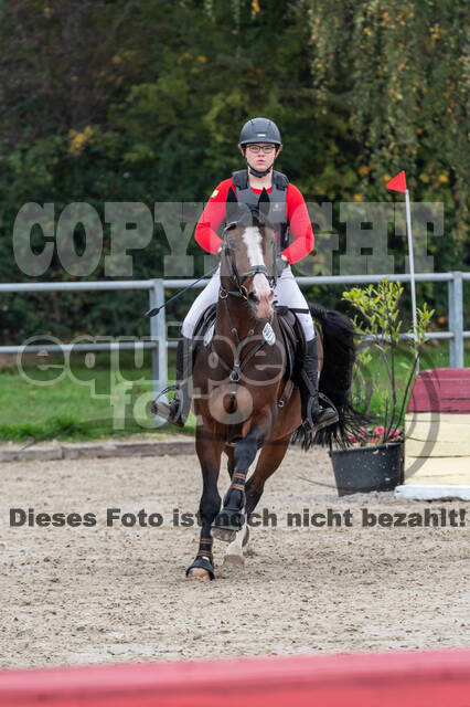 Goldene Schärpe 2020 - Pferde