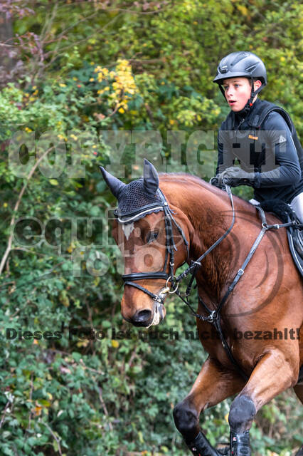 Goldene Schärpe 2020 - Pferde
